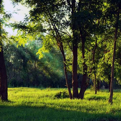 Ein sattgrüne Wald. Im Vordergrund sind zwei Bäume zu sehen mit einer in grünen Blättern gefüllten dichten Baumkrone. Das Sonnenlicht erhellt die linke Seite des Waldes und wirft einen Schatten auf die linke Seite. 